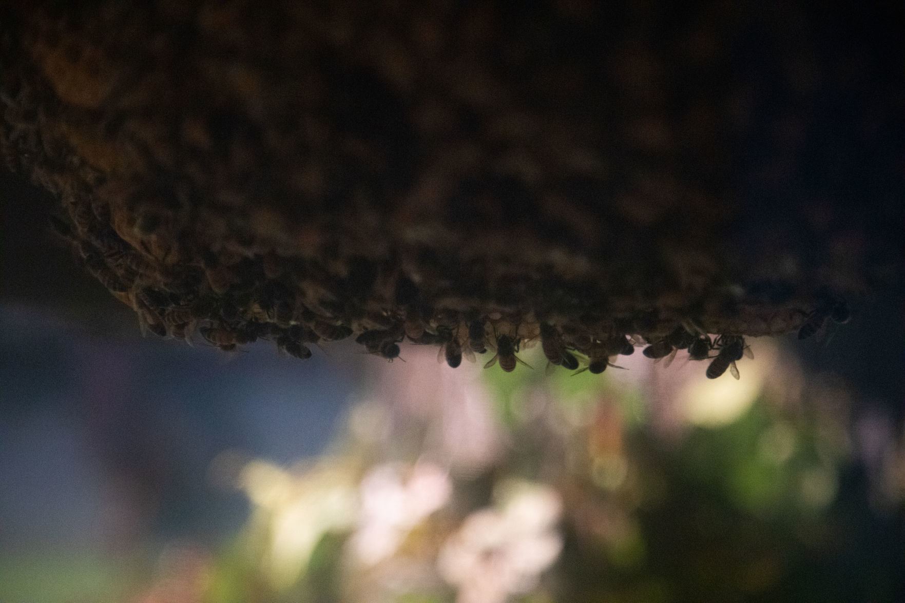Bees 22